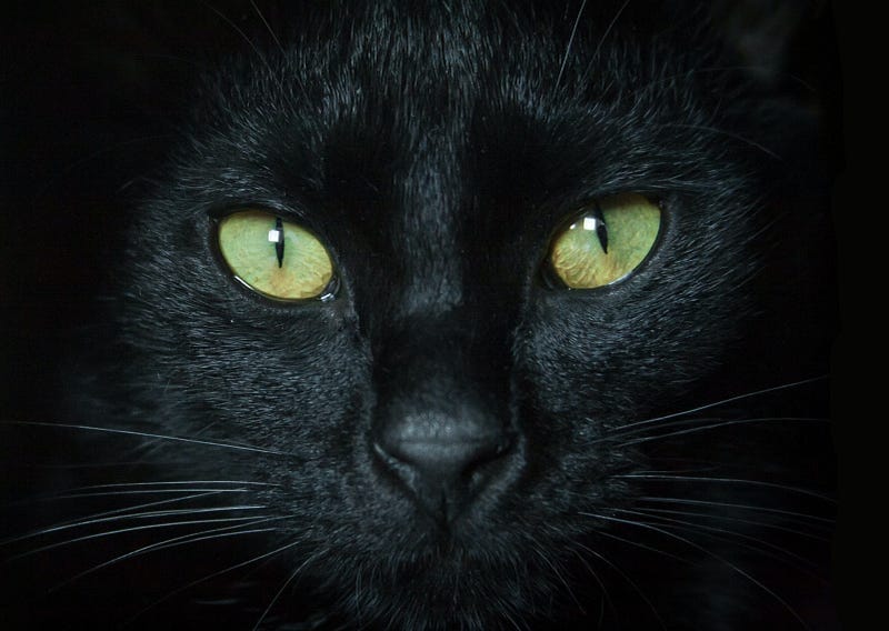 A Black Cat